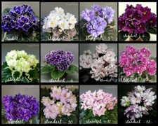 African violet ☆☆