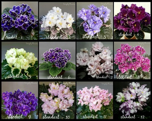 African violet - , ☆☆