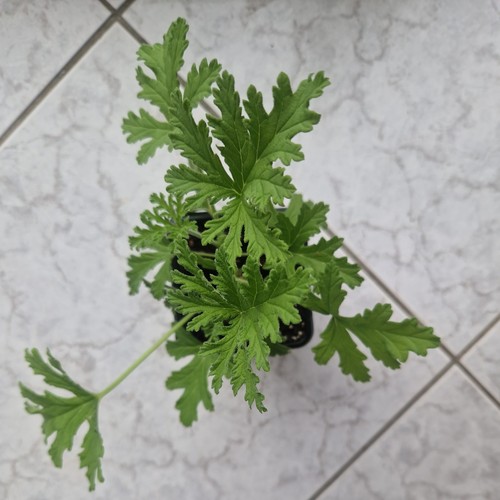 Pelargonium lemon geranium - lemon,
