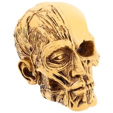 Human Skull Anatomical Model Adult Human Anatomy Head Skeleton Teaching Model