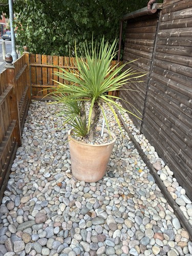 Cabbage tree yucca - outdoor,