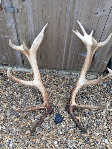 Hugh pair naturally - pair, shed
