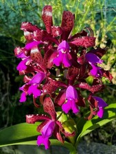 Cattleya leopoldii (syn. c. Tigrina) Fragrant Flowers. Rooted In. Unique Flowers