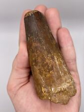 Very Large Spinosaurus Tooth
