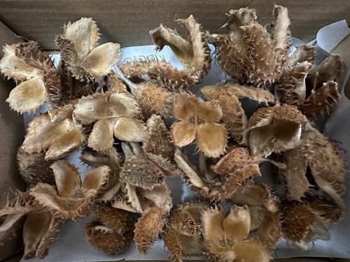 Beech tree husks for - beech,