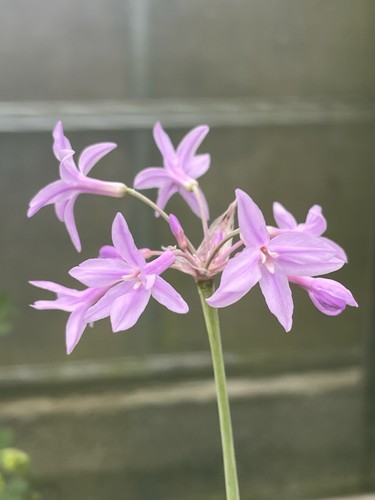 Tulbaghia violacea silver - violacea, ‘silver