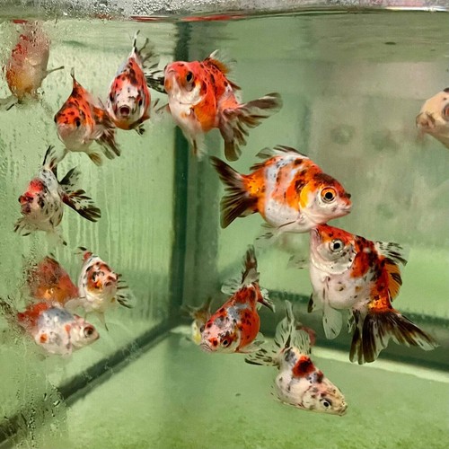 Pack calico fantail - 5-pack,