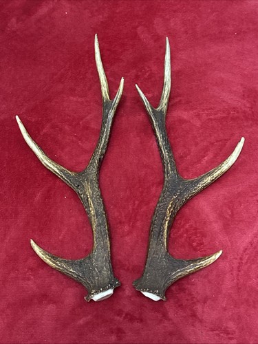 Pair sika deer - sika, antlers