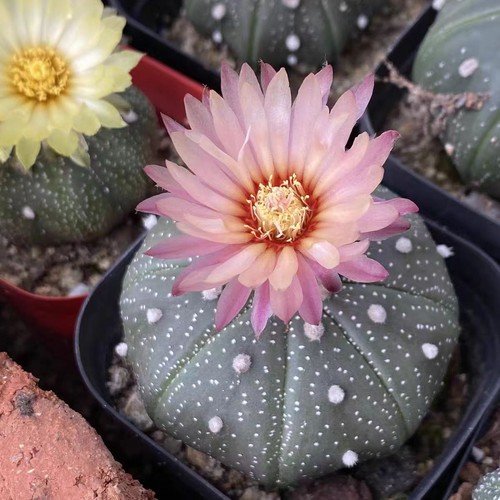 Spine star cactus - spine,
