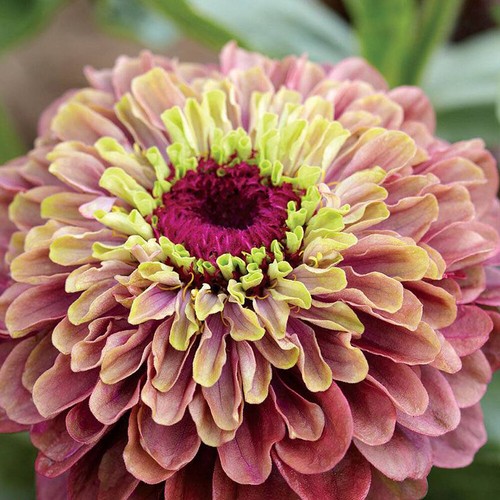 Zinnia seeds annual flower - zinnia,