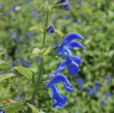 Salvia patens Panama Blue 6