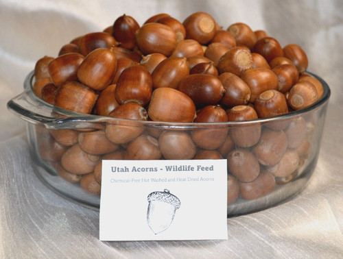Acorns wildlife feed lbs - wildlife,
