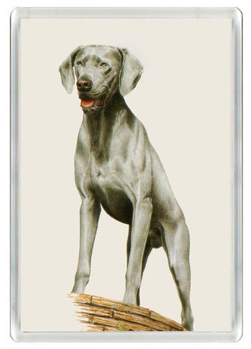 Weimaraner dog fridge magnet - dog,