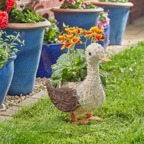 Garden flower plant - plant, rattan