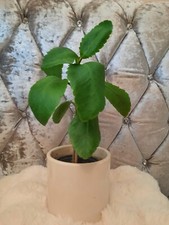 Bryophyllum pinnatum, Leaf of Life (Air Plant) - Miracle Leaf, well rooted plant