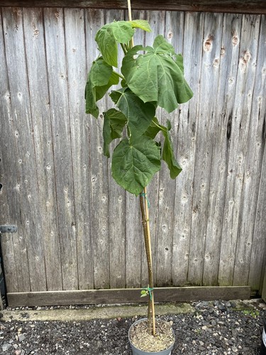 Foxglove tree 125 150cm - tree,