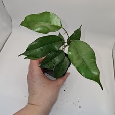 Ficus Benjamina Young Tree –