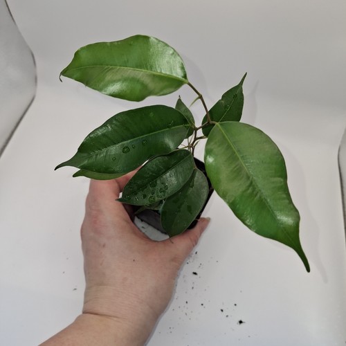 Ficus benjamina young tree - benjamina, –