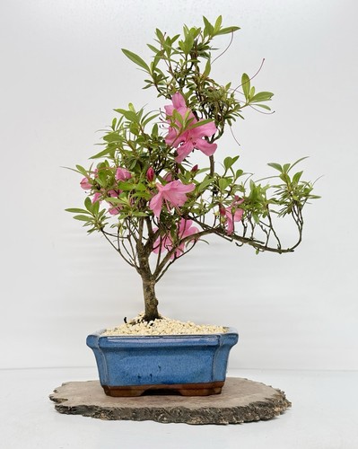 Way life bonsai - of, tree