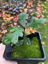 Oracle oak tree, Quercus, Oak