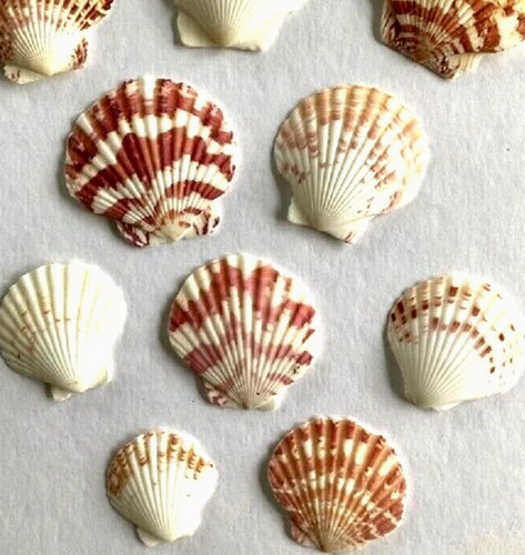 Scallop shells 6cm large - 3-6cm,