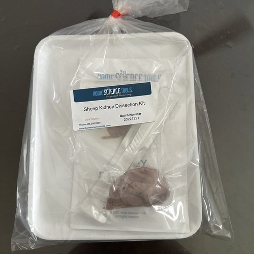 Sheep kidney dissection - kidney,