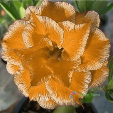 2 Seeds Orange Adenium Unique Desert Rose Terry Orange Petals Light Orange Edge