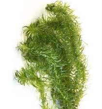 12 Elodea Densa Oxygenating