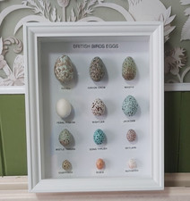 British Birds Eggs Collection