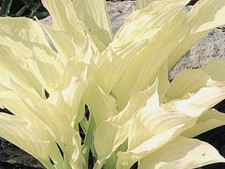 Hosta White Feathers   ( Pot