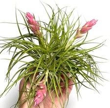 Stylish tillandsia cotton - tillandsia,