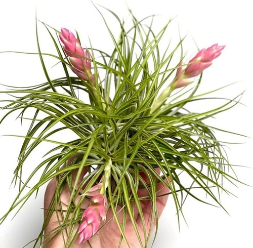 Stylish tillandsia cotton - stylish,