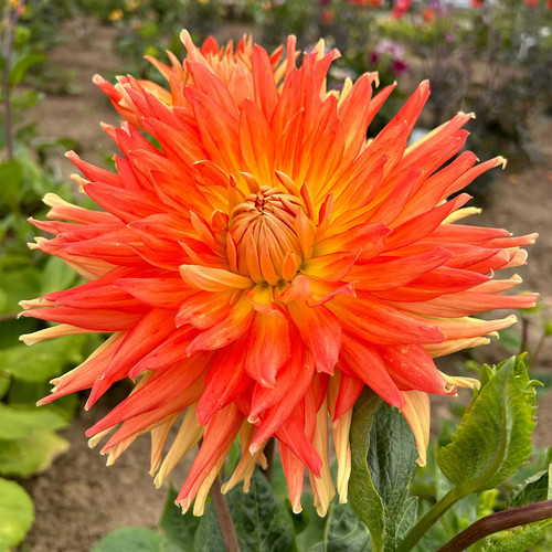 Motto dinnerplate dahlia - motto,