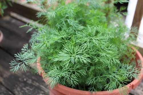Dill plug plants - 3x, herb!