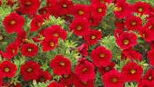 5    X  MIXED   CALIBRACHOA