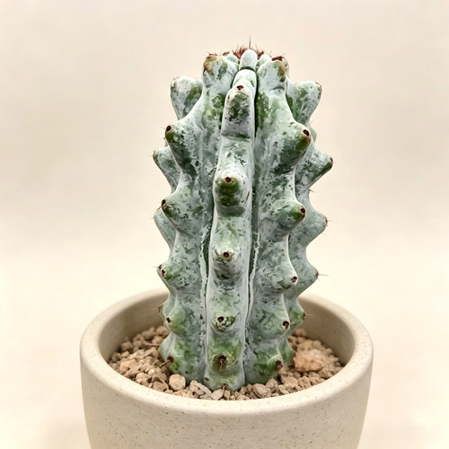 Stenocereus beneckei bare root - stenocereus,