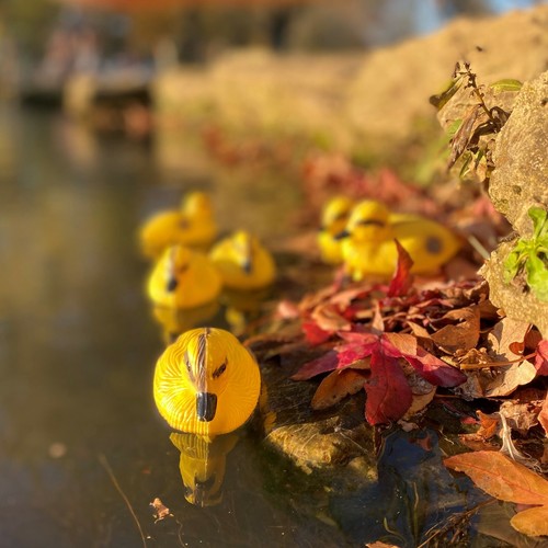 Floating ducklings - floating, 6)