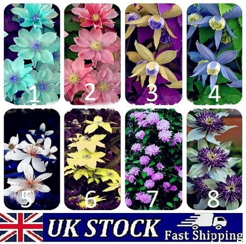 Clematis flower seeds - clematis,