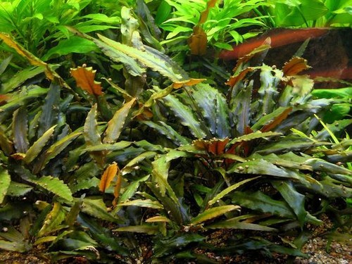 Cryptocoryne wendtii brown - x,