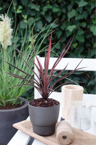 Cordyline red star - cordyline, pot