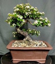 cotoneaster Bonsai tree In 15
