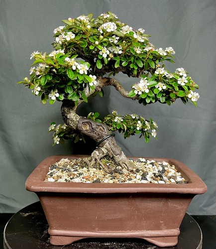 Cotoneaster bonsai tree 15 - tree,