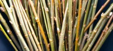 10 x willow cuttings. Salix Purpurea (Green Dicks)  unrooted (approx 30cm) FRESH