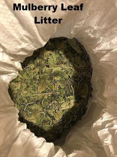 Dried mulberry nettle leaves - dried,