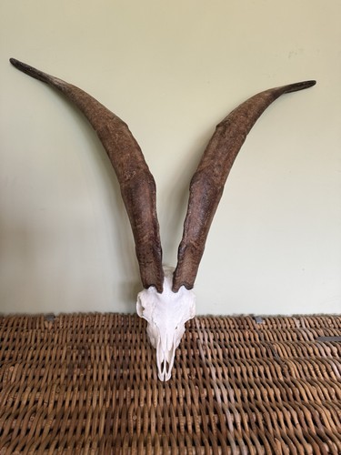 Feral wild goat - , skull