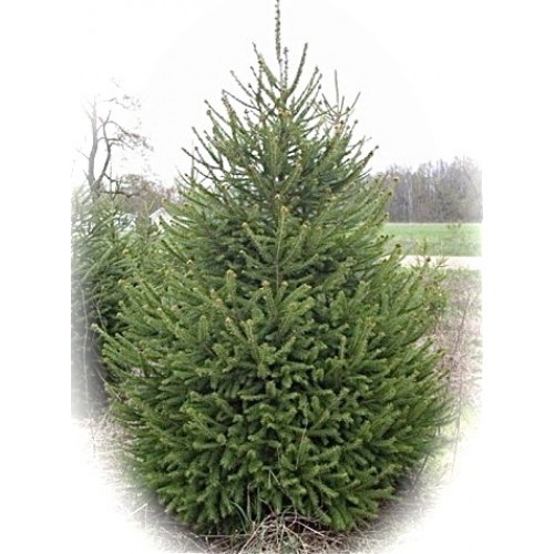 Fir trees grow your - your, from