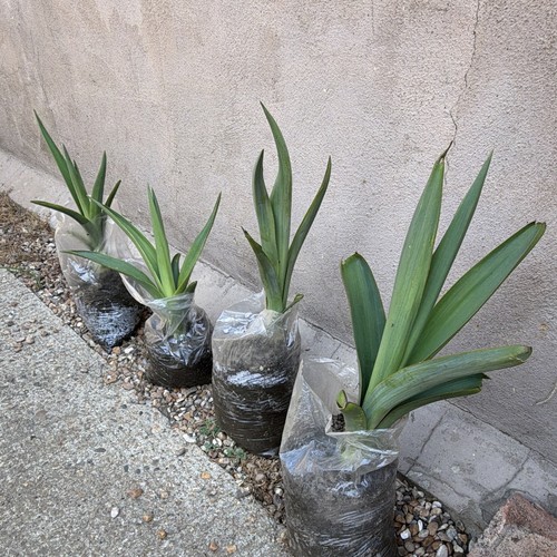 Yucca live rooted - live, seedling