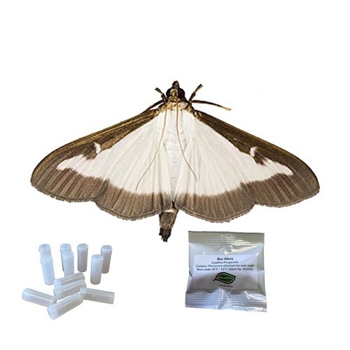 Box tree pheromone - box,