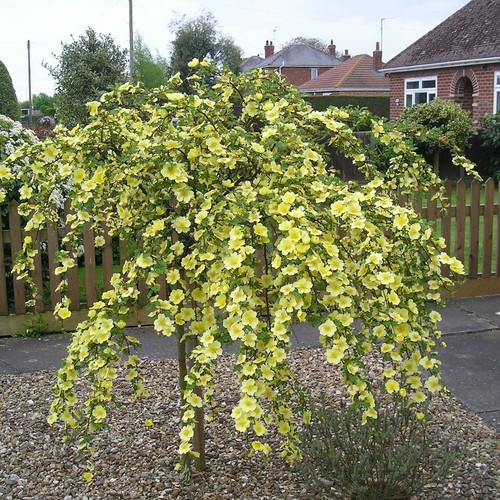 Canary bird potted - potted, weeping