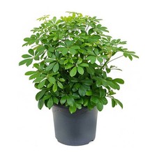 Umbrella Plant. Schefflera